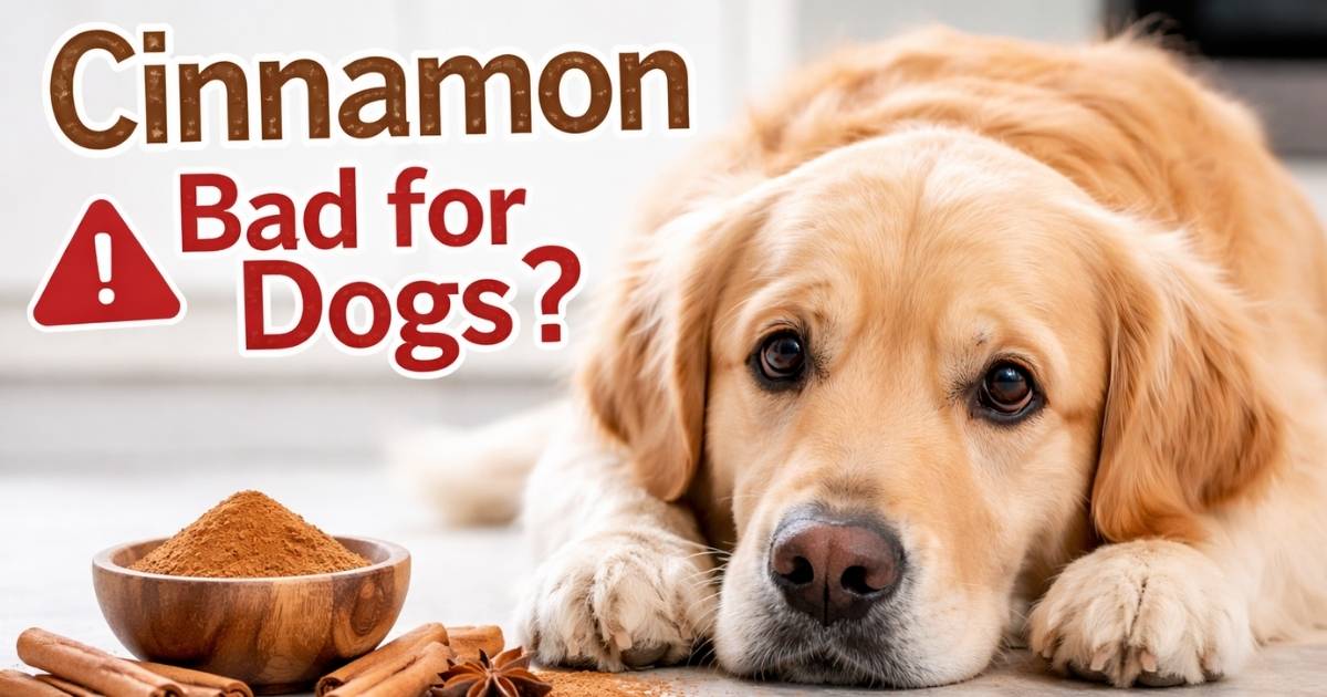 Is Cinnamon Bad for Dogs? Safety, Risks, and Vet Advice Every Owner Should Know