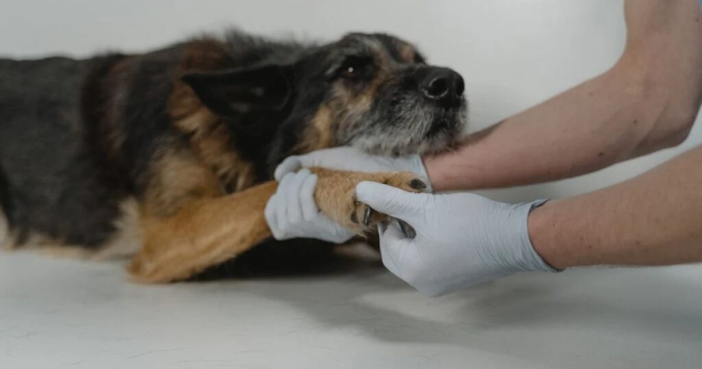 How Veterinarians Diagnose Yeast Infections in Dogs