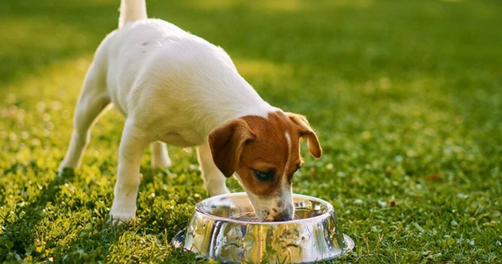 Step-by-Step Treatment for Dog Diarrhea