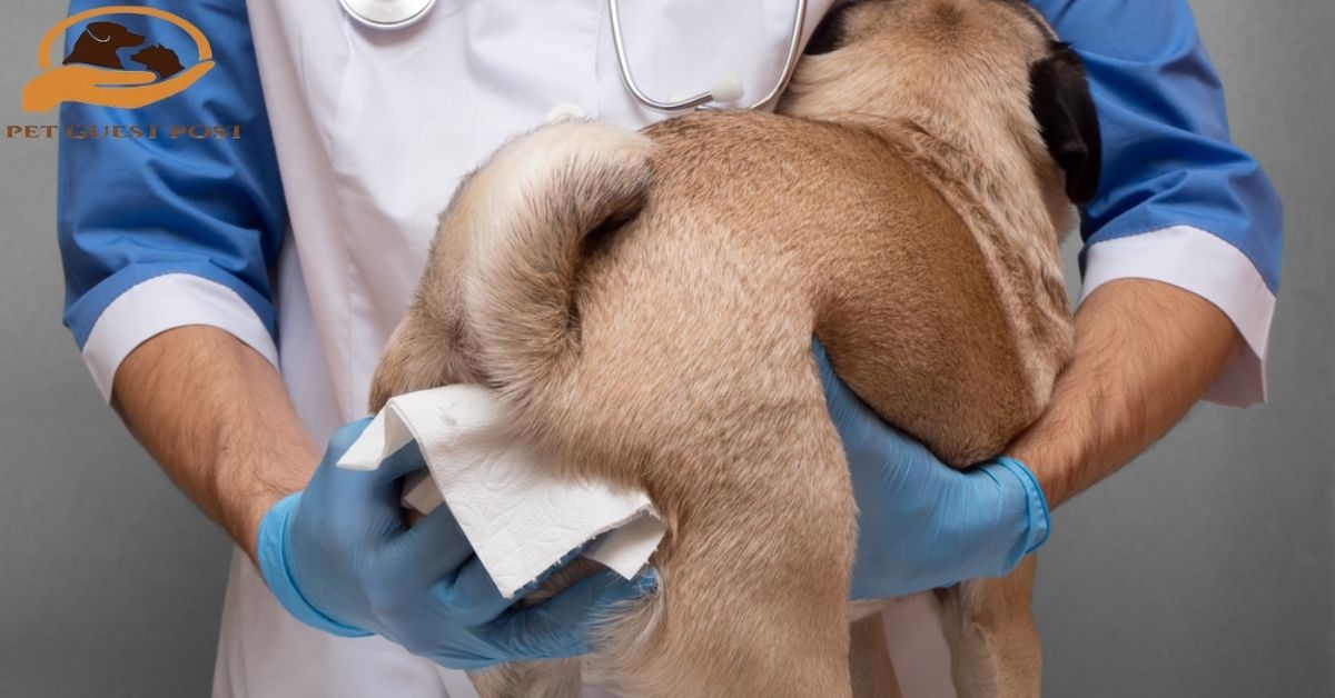 Anal Glands in Dogs and Cats: What They Are and Why They Can Cause Problems