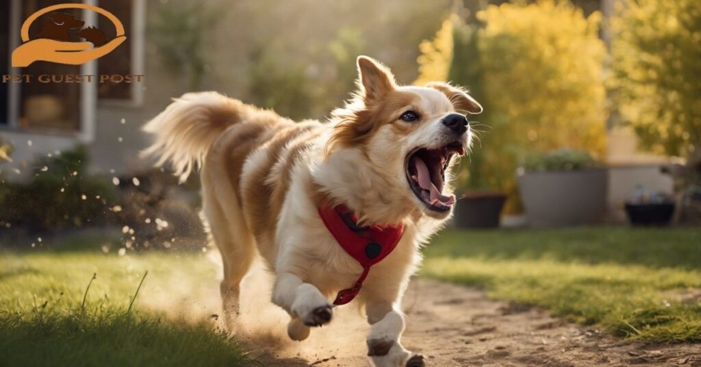 Common Reasons Dogs Bark