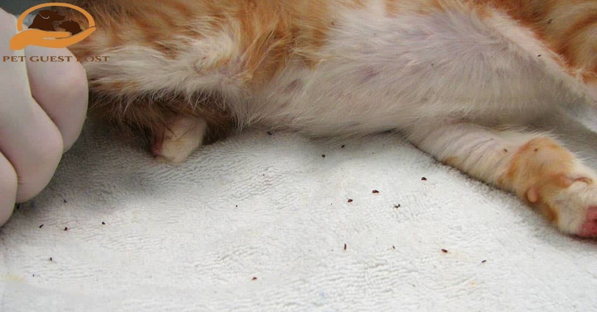 Fleas on Cats: Signs, Health Risks, and the Best Ways to Eliminate Them