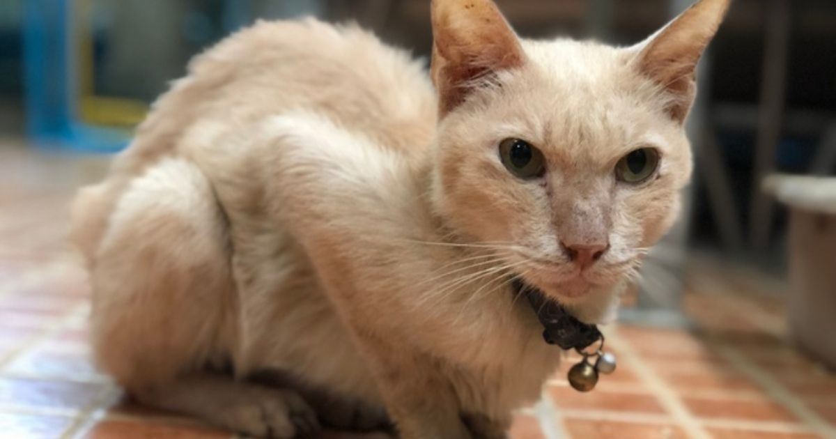 Giardia in Cats: Symptoms, Causes, Treatment & Prevention Explained