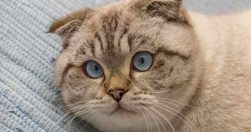 How Cats Contract Giardia