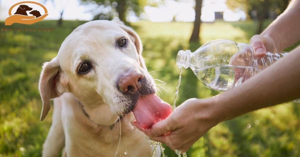 Signs That Your Dog May Be Dehydrated