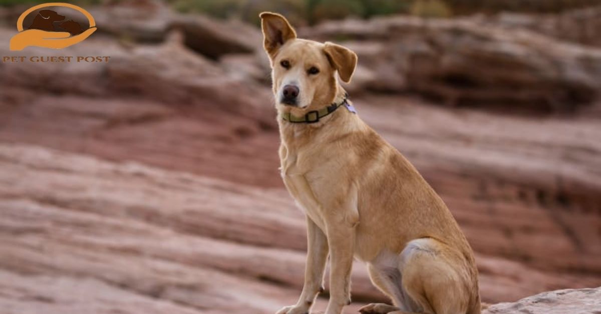 What is Valley Fever in Pets?