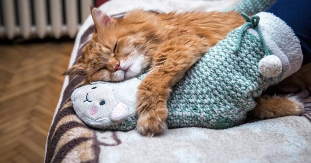 Why Cats Prefer Your Feet Instead of Your Lap at Night