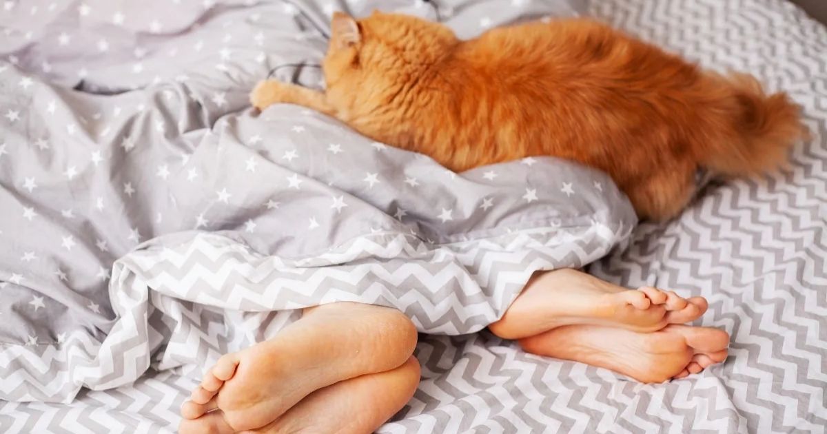 Why Do Cats Sleep at Your Feet? The Instincts, Warmth, and Trust Behind This Feline Habit 