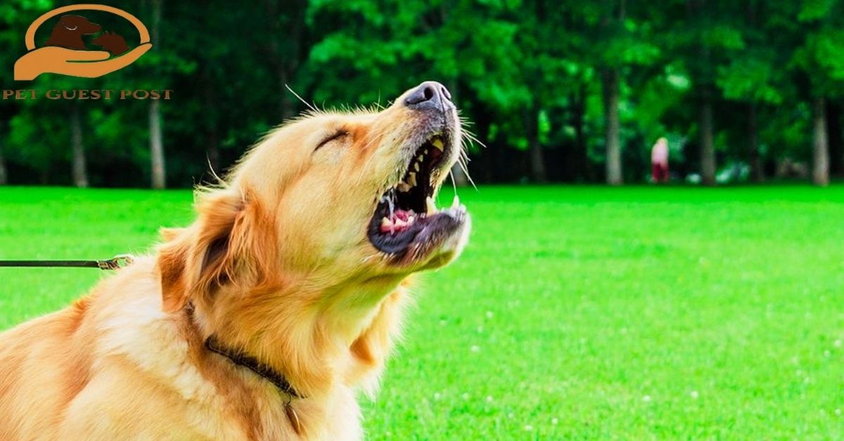 Why Do Dogs Bark: Understanding Your Dog’s Communication