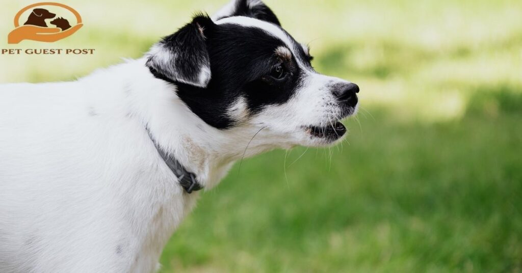 Why Dogs Bark at People, Animals, and Objects Outside