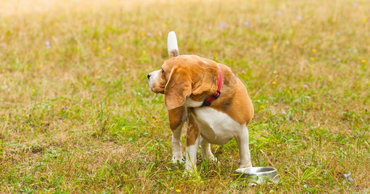 Why Is My Dog Having Diarrhea? Causes, Warning Signs & When to Call the Vet