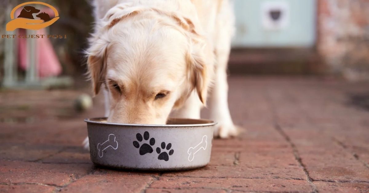 Why Is My Dog Not Drinking Water but Eating?